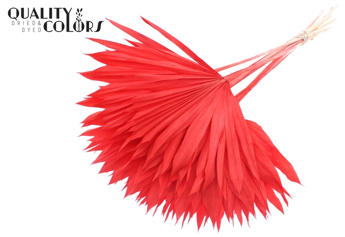 Sun Spear per stem Bleached Red