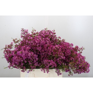 Chamelaucium Ariel