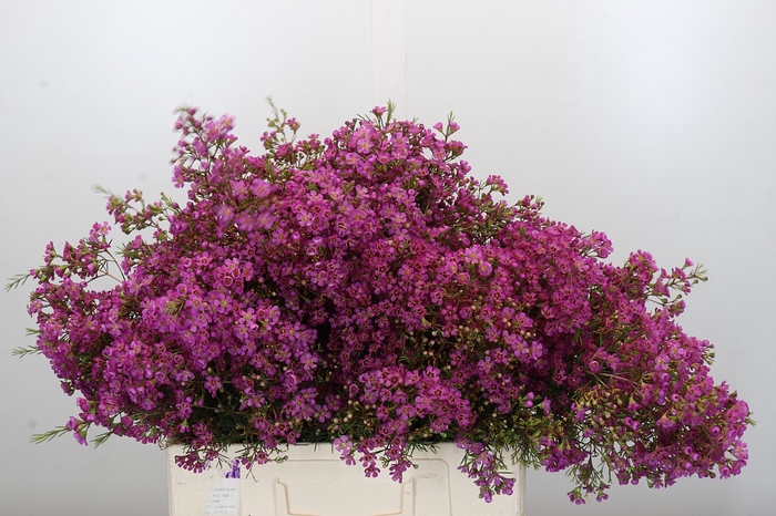 Chamelaucium Ariel
