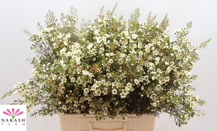 <h4>CHAME IVORY PEARL</h4>