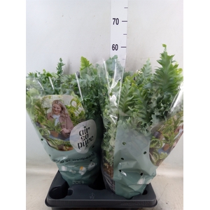 Phlebodium aureum 'Davana'