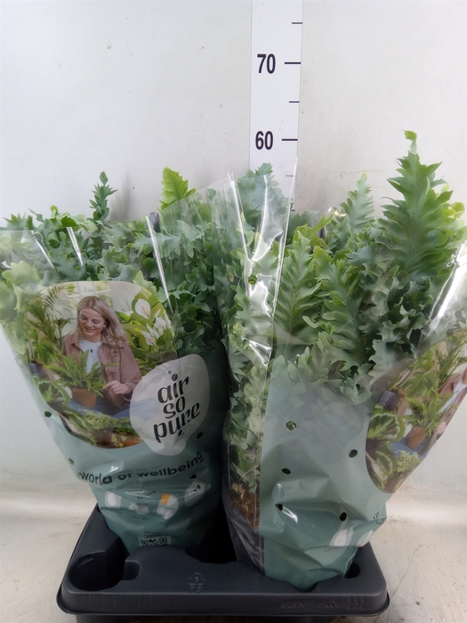 <h4>Phlebodium aureum 'Davana'</h4>