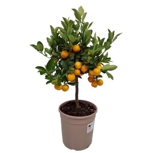 CITR MICROCARPA