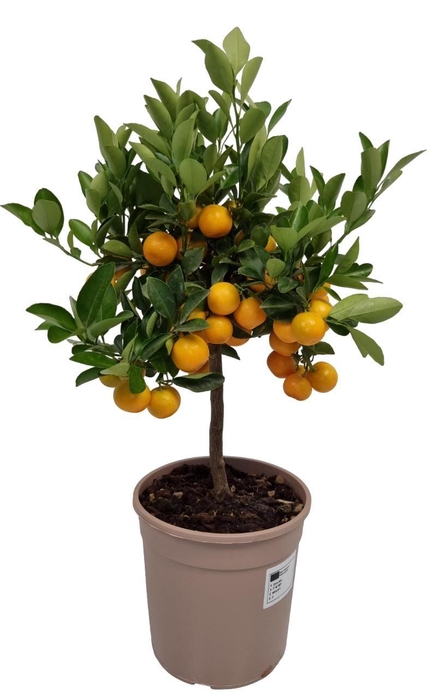 <h4>CITR MICROCARPA</h4>