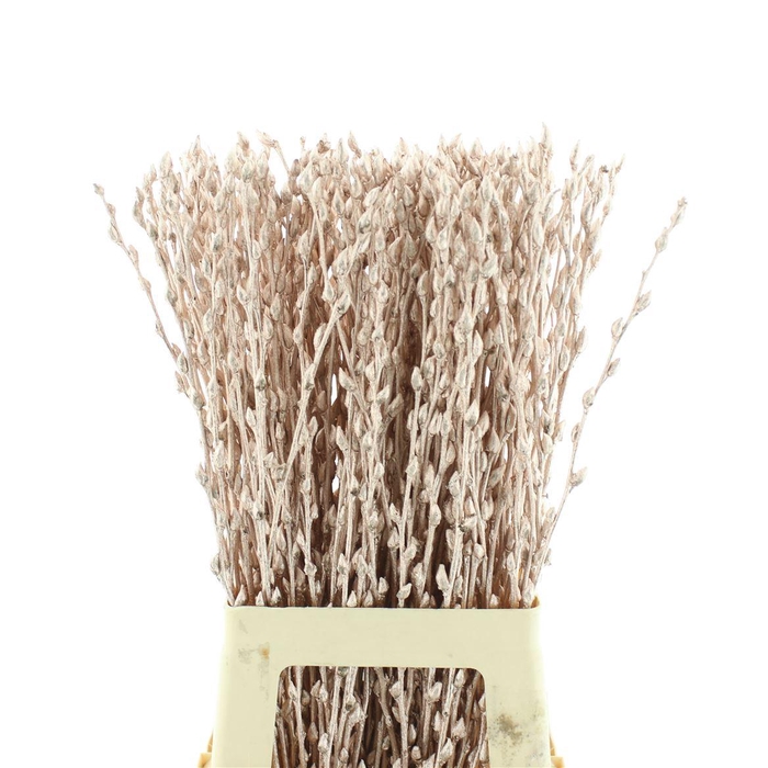 <h4>Salix Snow Flake Klb Champagne</h4>