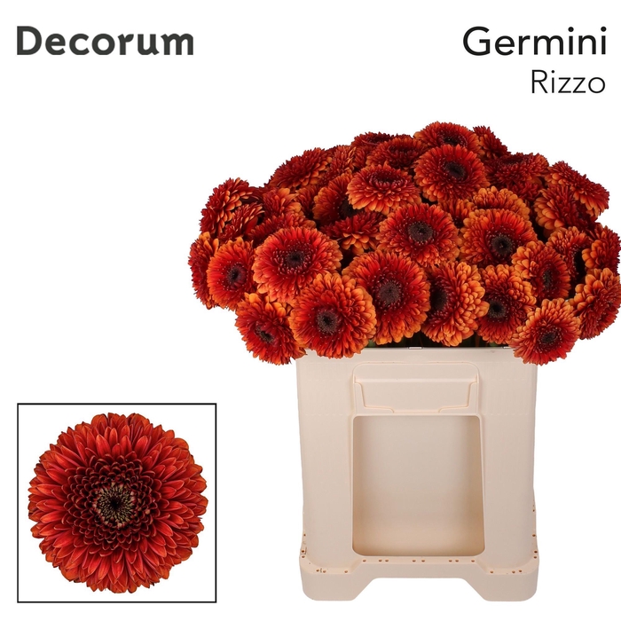 <h4>GE MB POMPONI RIZZO</h4>