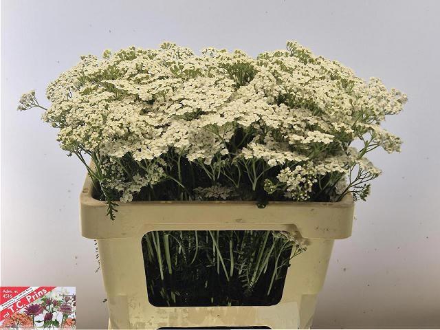 <h4>ACHIL M WHITE BEAUTY</h4>