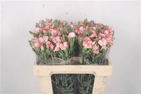 <h4>Di Symply Strike Red White</h4>