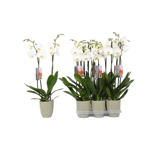 Phalaenopsis White, 2-spike Green Ceramics