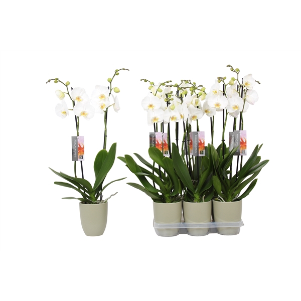 <h4>Phalaenopsis White, 2-spike Green Ceramics</h4>