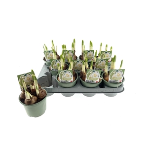 Narcissus DU 'Bridal Crown'