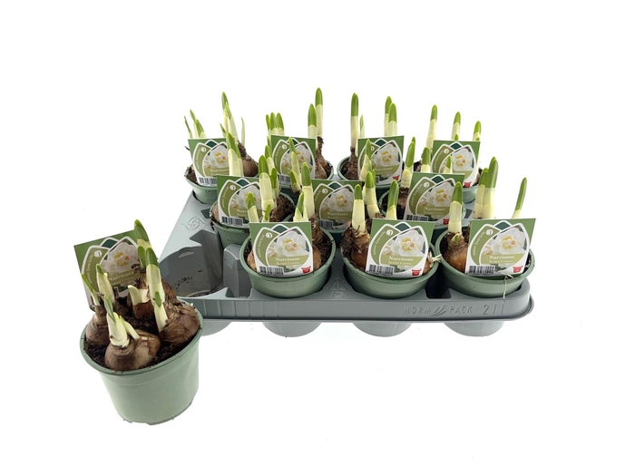 <h4>Narcissus DU 'Bridal Crown'</h4>