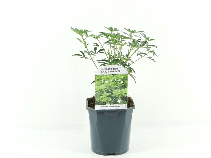 <h4>Choisya Greenfingers</h4>