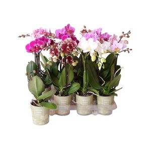 Phalaenopsis Natural Charm Mix 1 spike 9 cm