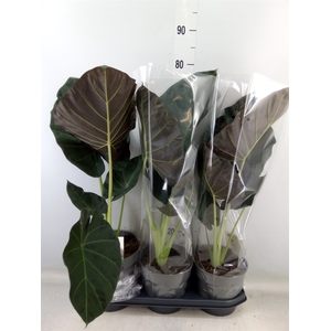 Alocasia  'Regal Shields'