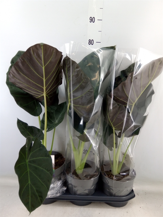 <h4>Alocasia  'Regal Shields'</h4>