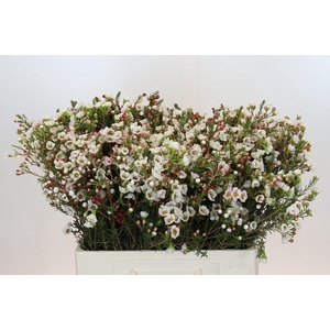 Chamelaucium Moonlight Delight