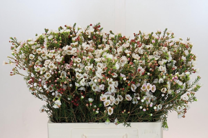 Chamelaucium Moonlight Delight