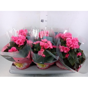 Begonia elat. HL 'Adonia Pink'