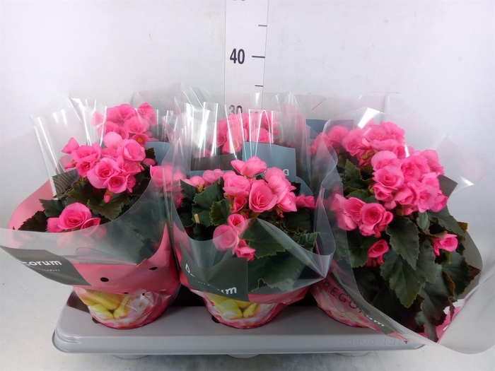 <h4>Begonia elat. HL 'Adonia Pink'</h4>