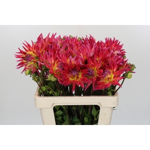 Dahlia Electric Flash