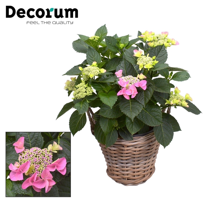 <h4>Hydrangea Teller Nizza Pink 7-12 kop in mand (Decorum)</h4>