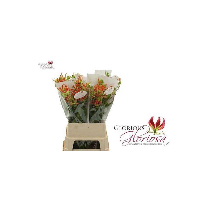 <h4>Gloriosa Exotic Orange</h4>