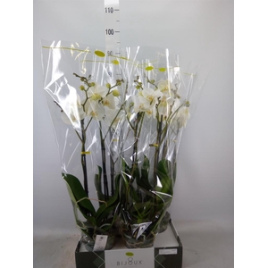 Phalaenopsis   ...white