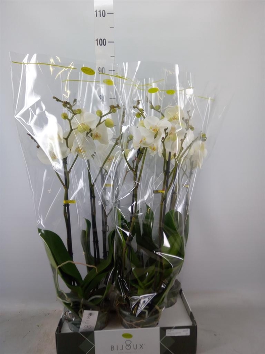 <h4>Phalaenopsis   ...white</h4>