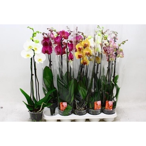PHAL GEM 7 KL