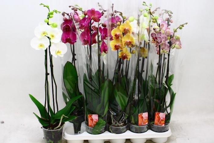 <h4>PHAL GEM 6 KL</h4>