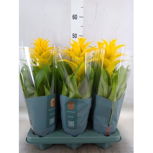 Guzmania  'Diana'