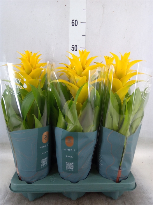 <h4>Guzmania  'Diana'</h4>