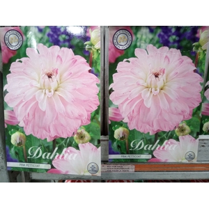 Dahlia   ...flowerbulbs