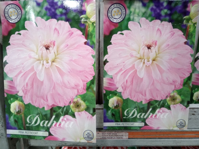 <h4>Dahlia   ...flowerbulbs</h4>