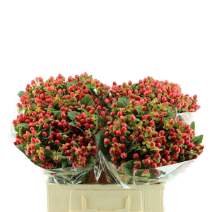 Hypericum Mag. Triumph Orca