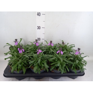 Erysimum linifolium 'Bowles Mauve'