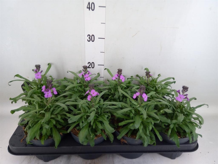 <h4>Erysimum linifolium 'Bowles Mauve'</h4>