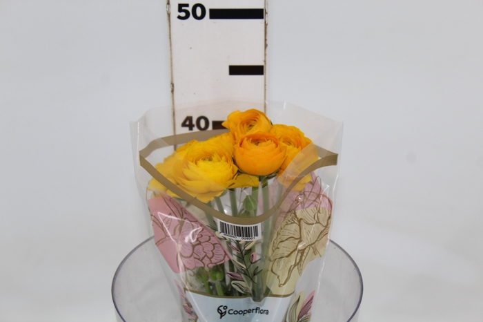<h4>RANUNCULUS GIALLO AMARELO 040 CM</h4>