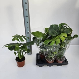 MONSTERA DELICIOSA