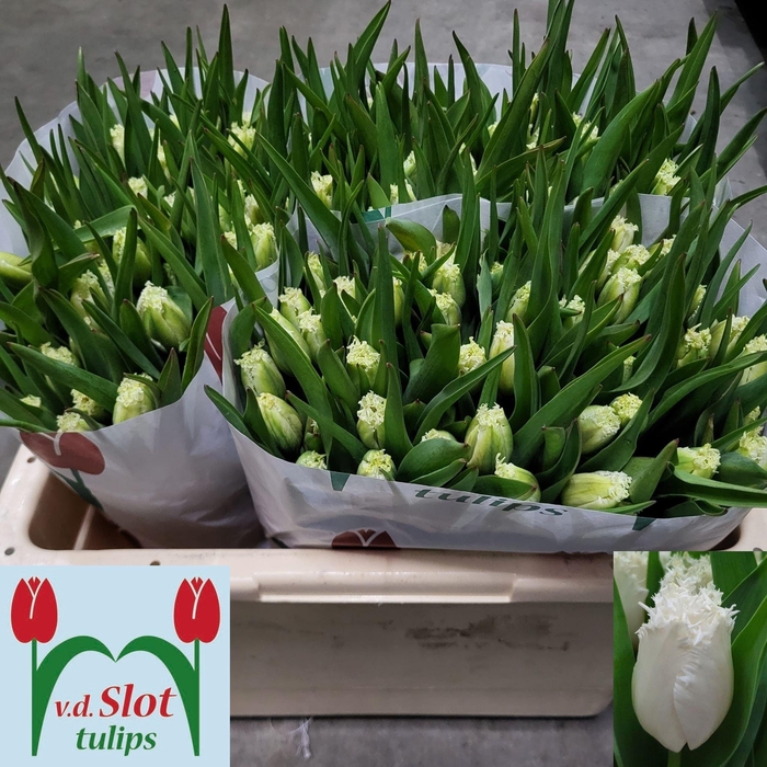 <h4>TU FR WHITE SHARK</h4>