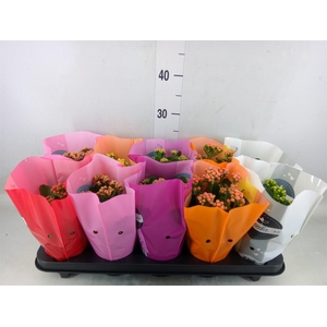 Kalanchoe blos. 'Perfecta'  ..mix 5