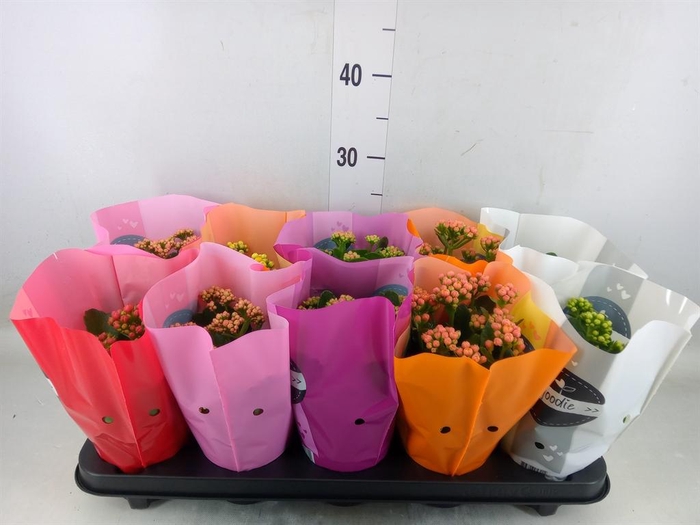 <h4>Kalanchoe blos. 'Perfecta'  ..mix 5</h4>