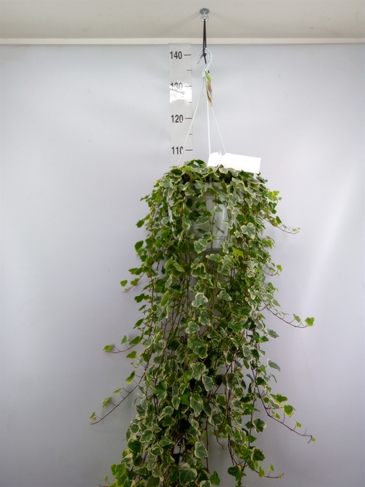 <h4>Hedera helix 'White Wonder'</h4>