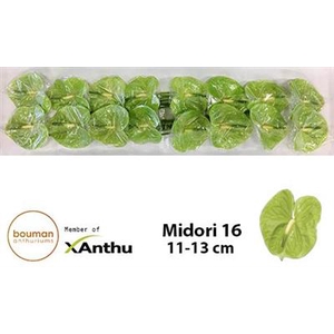 ANTH A MIDORI x16