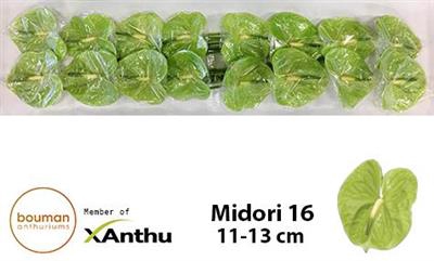 ANTH A MIDORI x16