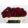 Dahlia Cognac Brandy