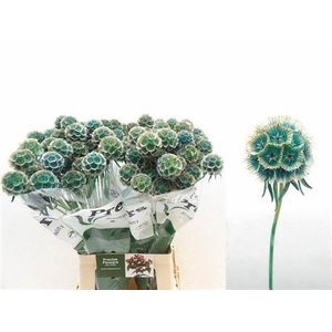 Scabiosa St Klbh Blue