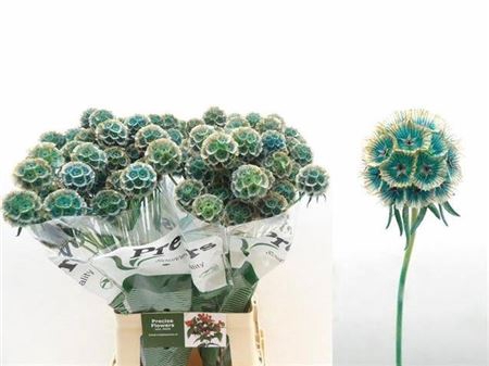 <h4>Scabiosa St Klb H%</h4>