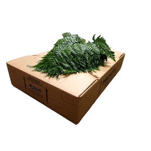 Leatherleaf Super X12 Spain